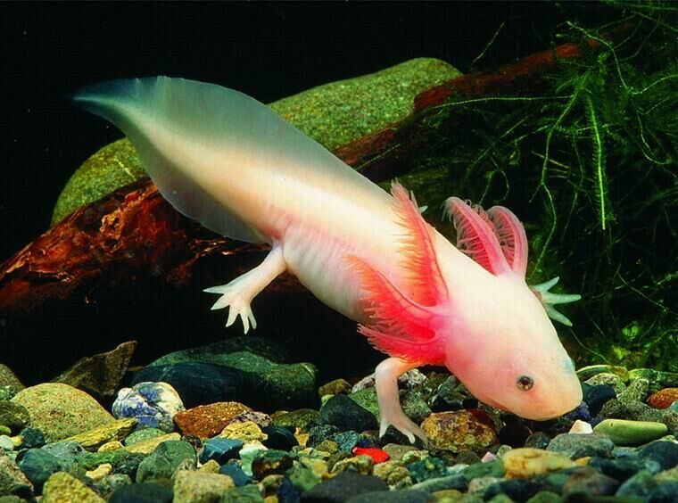 Imagem do Axolote